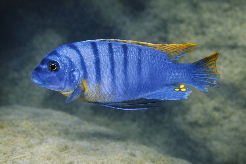 Maylandia fainzilberi 'Ndumbi Point'